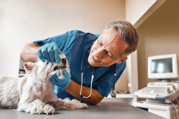 Best Same-Day Emergency Dental Services in Fayette, LA